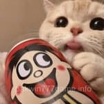 Avatar of Ayesha Qureshi